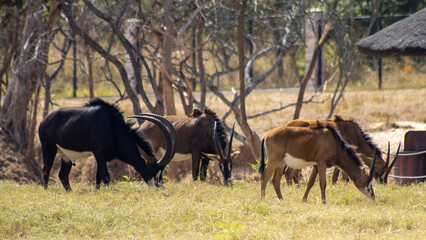 male sable antelopes © Abstrct-360