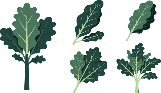 Kale vector graphic icon set with fresh green leafy vegetables, flat design organic superfood elements for healthy salad recipes, agricultural salad harvest illustration collection