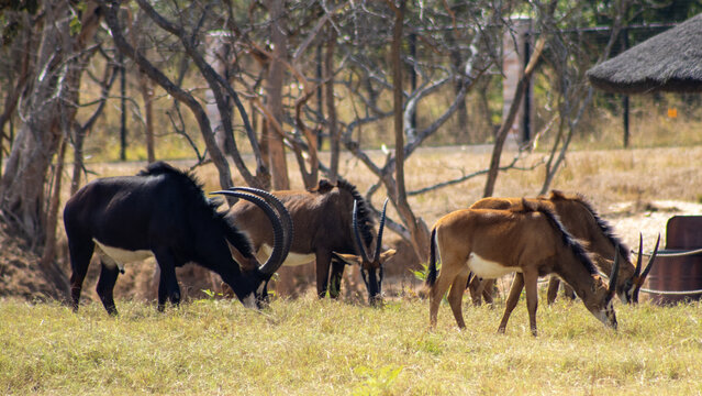male sable antelopes