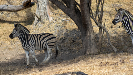 zebra at peace after a fight © Abstrct-360
