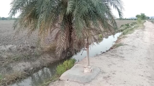 Date palm tree and water hand pump by a rural irrigation canal