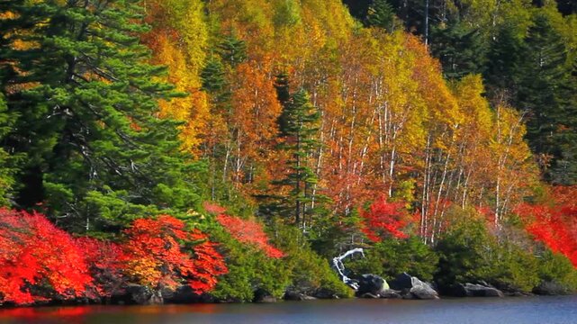 白駒池のドウダンツツジとダケカンバの紅葉