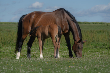 Fototapeta premium Foal Nursing From Mare in Green Summer Pasture, Horse Breeding, Animal Husbandry and Rural Farm Life