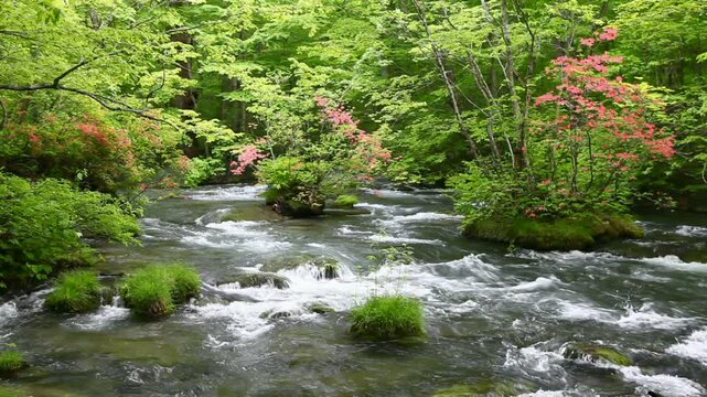 奥入瀬渓流とツツジ