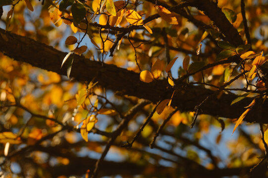 Fall foliage on a Cedar Elm tree in Texas