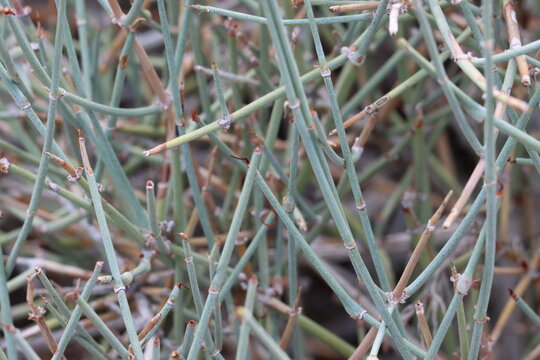 Nevada Jointfir, Ephedra Nevadensis, an exquisite native dioecious shrub displaying aging slender cylindric striate fractiflex dense stems during early Autumn in the Little San Bernardino Mountains.