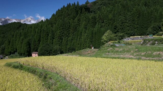 青鬼の棚田と北アルプス