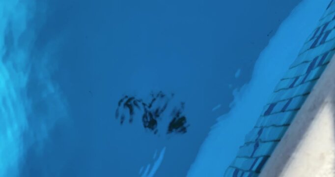 Underwater view of a frog swimming inside a swimming pool near the pool wall and ladder. Wildlife, aquatic life, and unexpected animal visitor concept in a residential pool environment.