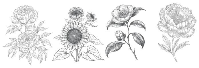 Fototapeta premium Engraved garden flower illustration set with detailed botanical blooms
