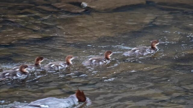 Red-breasted Merganser duck family swimming  by in  a shadow stream close up selective focus video natural authentic sunlight