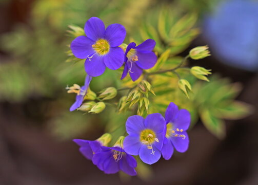 Jacob's-ladder (Polemonium caeruleum) a plant with bright blue or lavender flowers and yellow stamens, arranged in loose clusters.