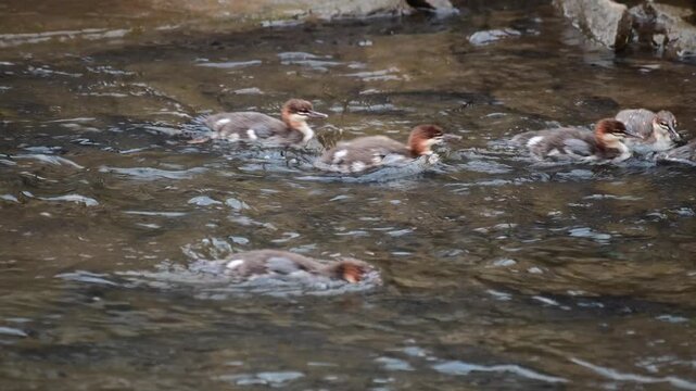 Red-breasted Merganser duck family swimming  by in  a shadow stream close up selective focus video natural authentic sunlight