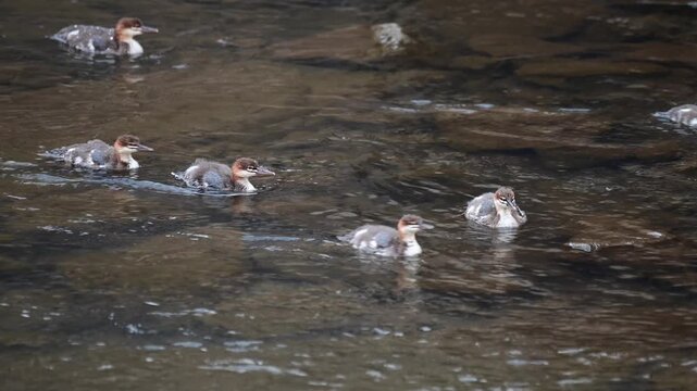 Red-breasted Merganser duck family swimming  by in  a shadow stream close up selective focus video natural authentic sunlight