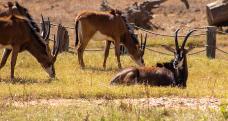 sable antelope resting © Abstrct-360