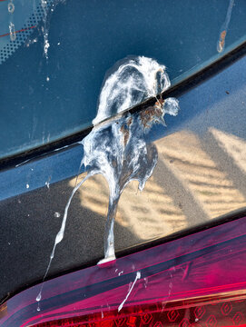 Bird droppings on car paint surface showing dirty spots and contamination on stationary vehicle in urban parking area emphasizing cleaning and vehicle care process