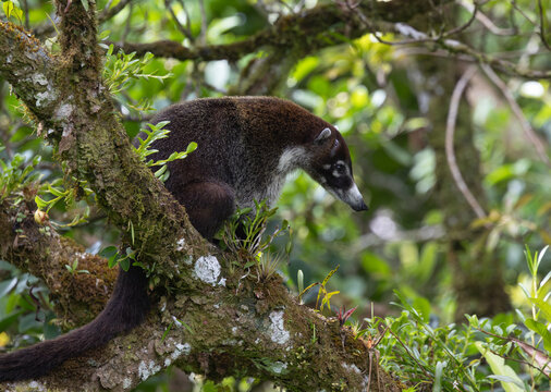A Coati (Nasua narica) in a tree in a Costa Rican rainforest