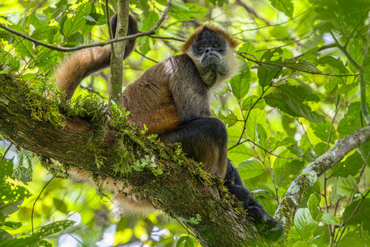 Spider monkey (Ateles) in a tree in the rainforest of Costa Rica