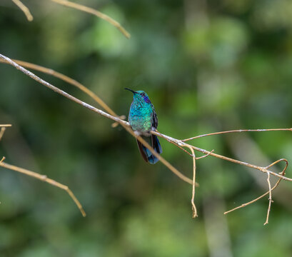 Lesser violetear (Colibri cyanotus) hummingbird sitting on a branch in the rainforest of Costa Rica