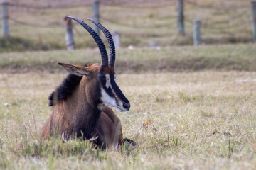 lone sable antelope in the grass © Abstrct-360