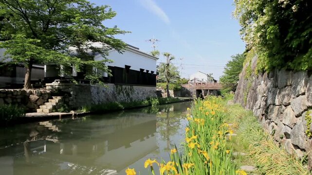 八幡掘のキショウブと明治橋