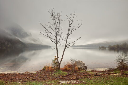 Naked alder with twin trunk on the bank of Lake Bohinj western end, shaping against the misty sky on an autumn foggy, hazy sunrise. Ukanc-Slovenia-113