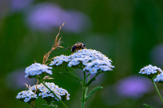 Gemeine Schafgarbe mit einer Mistfliege vor weichem gr&uuml;nem Bokeh