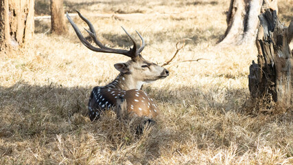 spotted deer close-up look from behind in the field © Abstrct-360