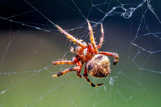 spotted orbweaver spider in its web