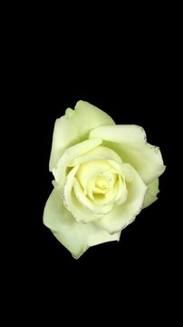 Time lapse of opening white rose flower isolated on black background, top view, vertical orientation