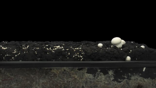 Time lapse of growing champignon (agaricus bisporus) mushroom isolated on black background