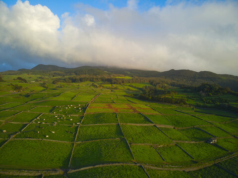 Aerial view of the lush green pastures of Terceira Island divided by traditional stone walls with grazing cattle and rolling hills under a cloudy sky in the Azores, Portugal.