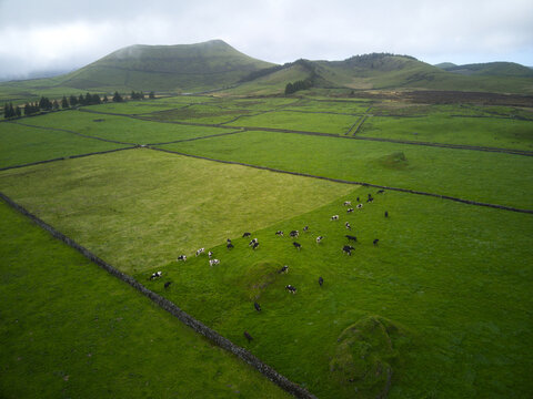 Aerial view of Terceira Island with lush green pastures divided by traditional stone walls and grazing cows under a cloudy sky in Azores, Portugal.