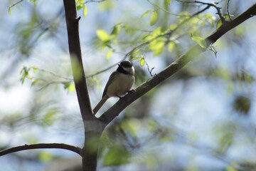 Carolina chickadee bird perched on a branch in spring © NM
