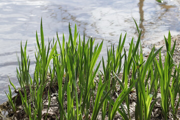 Fototapeta premium Green plants by lake water in spring. 