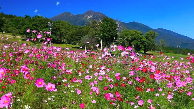 黒姫高原のコスモスと妙高山