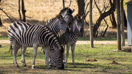 zebra - family photo in the wild © Abstrct-360