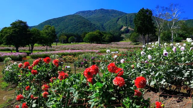 黒姫高原のダリアと黒姫山