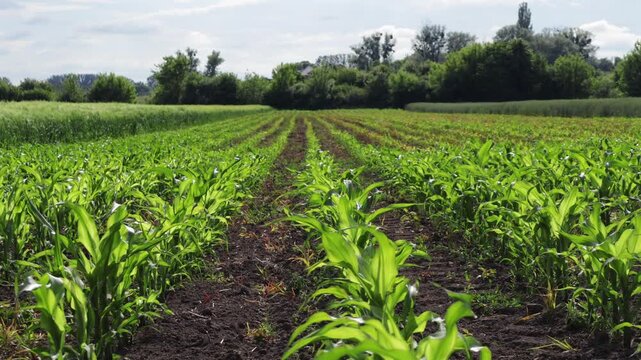 Corn Row Planting in a Field With Green Plants and Clear Sky During a Sunny Day
