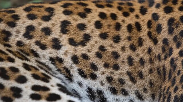 Detailed close up texture of beautiful leopard fur with black rosettes and golden orange spotted pattern background