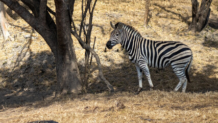 zebra in the shade - too hot to graze © Abstrct-360