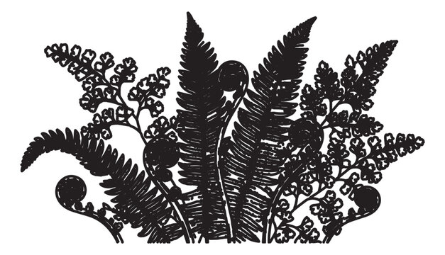Vintage fern leaf botanical illustration, black ink forest foliage vector, antique woodcut style fern fronds and fiddleheads for nature branding