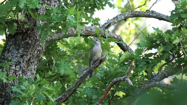 Juvenile European green woodpecker, Picus viridis, perched on an oak tree branch in a deciduous forest.