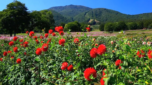 黒姫高原のダリアと黒姫山