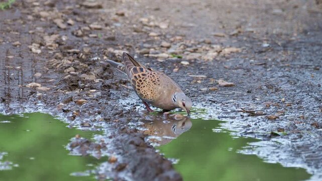European turtle dove (Streptopelia turtur) drinking at forest pond and then taking off in flight.