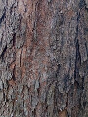 Fototapeta premium A detailed, full-frame macro shot showcasing the rough and heavily textured bark of a Casuarina (cemara) tree.