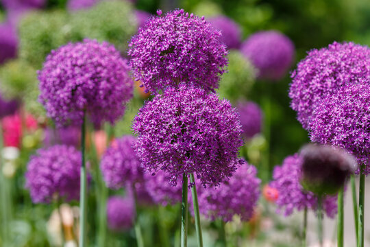 Allium aflatunense 'Purple Sensation' is a spectacular variety of decorative onions with large spherical inflorescences 10-12 cm in diameter