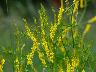 Fototapeta premium Melilotus officinalis is a biennial herbaceous plant, a species of the genus Sweet clover of the legume family, subfamily Faboideae