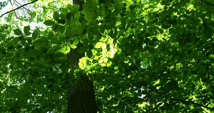 Sunlight Filtering Through European Beech Canopy in Arkoński Forest Zoom In - A slow zoom-in video of a majestic European beech tree with vibrant green leaves illuminated by sunlight 