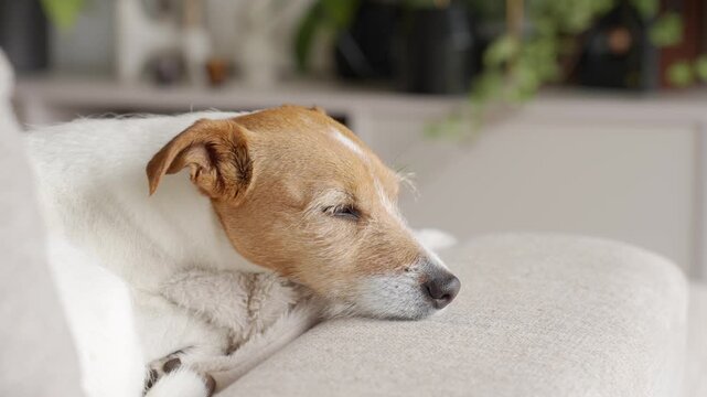 Jack Russell terrier falls asleep on sofa with head resting on cushion. Concept of sleepy pet and dog nap