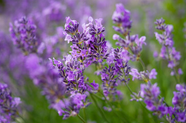 Obraz premium Blooming lavender in garden, Lavender background close up